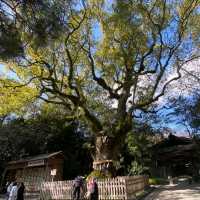 熱田神宮中的千年神樹【大楠】