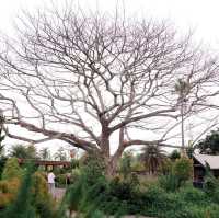 คาเฟ่ในสวนพัทยา ชลบุรี 