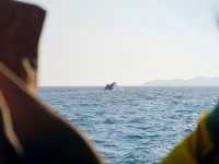 เกาะล้าน - koh larn island มาเถอะสวยจริง