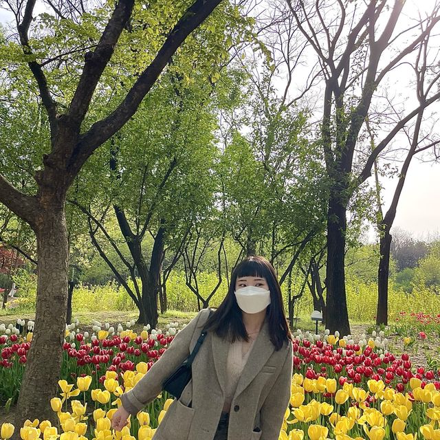 튤립🌷이 한가득 피어있는 “서울숲” 🌳