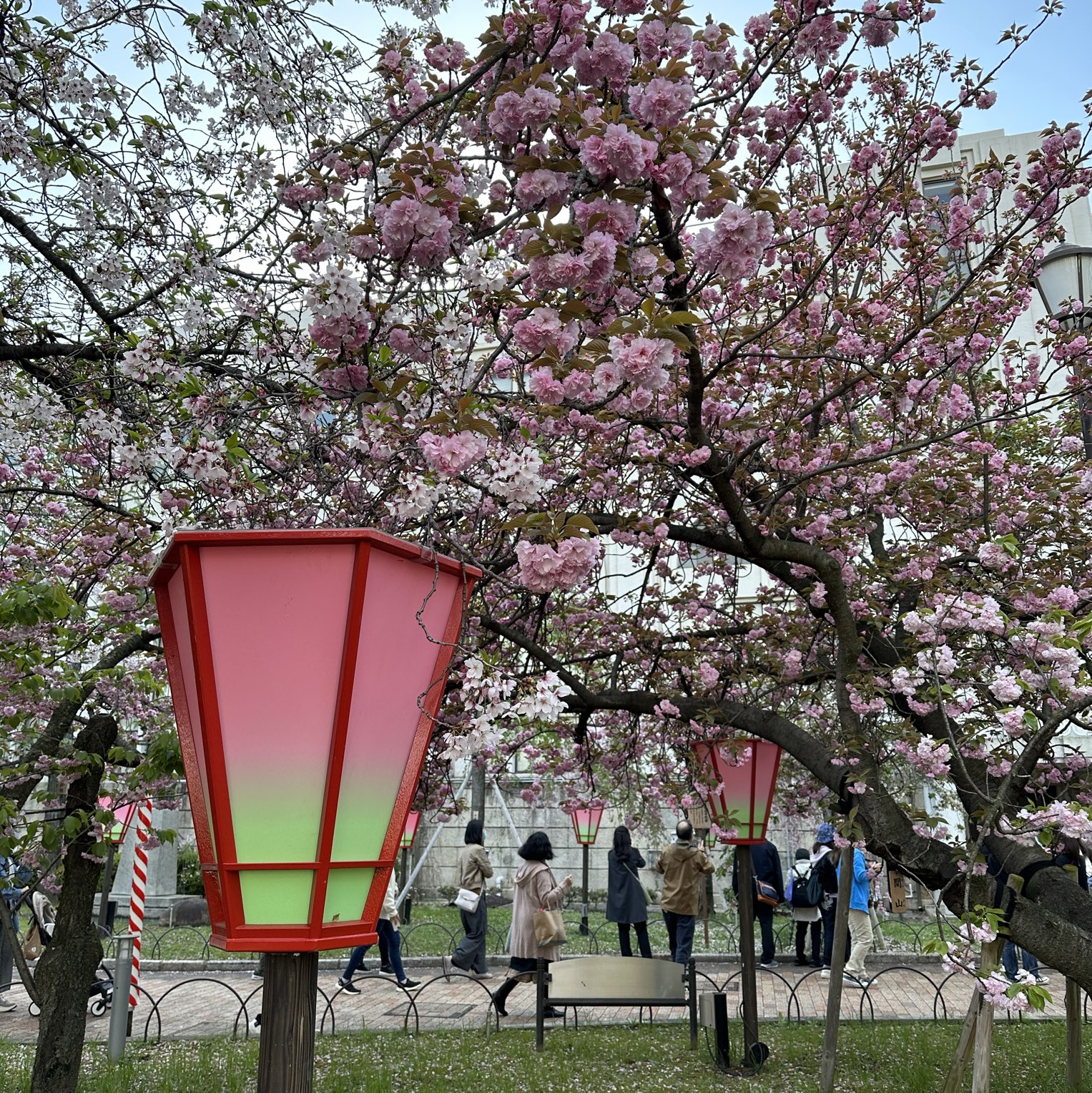 桜の通り抜け 造幣局 桜の通り抜け 2025 Osaka Walk - Japan Mint Cherry