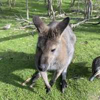 Melbourne Ozzie tour for passenger princesses