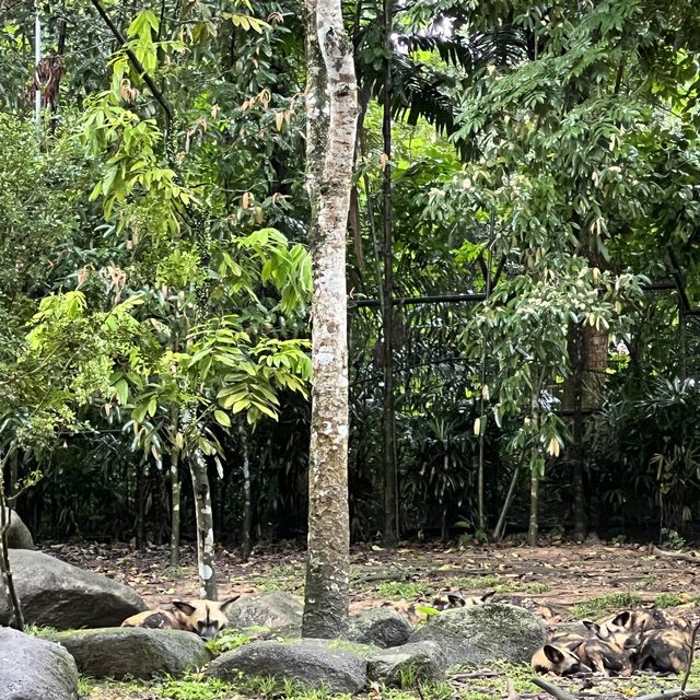 Singapore Zoo 