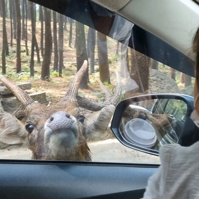 I drove my car into the Safari