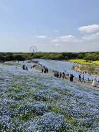 國營常陸海濱公園 *最美粉蝶花海*