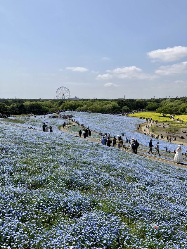 國營常陸海濱公園 *最美粉蝶花海*