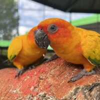 泰國Ayutthaya大城動物園 超近距離與各種動物拍照