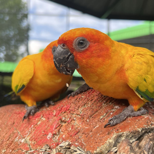 泰國Ayutthaya大城動物園 超近距離與各種動物拍照