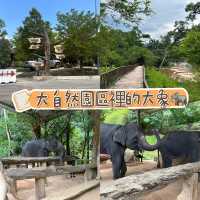 在大自然園區裡優哉游哉的大象 🐘