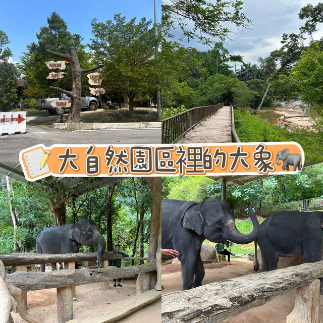 在大自然園區裡優哉游哉的大象 🐘