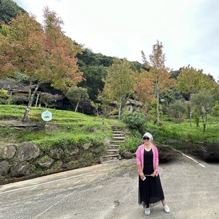 📍The red maple leaves of Doi Inthanon have started to change color.