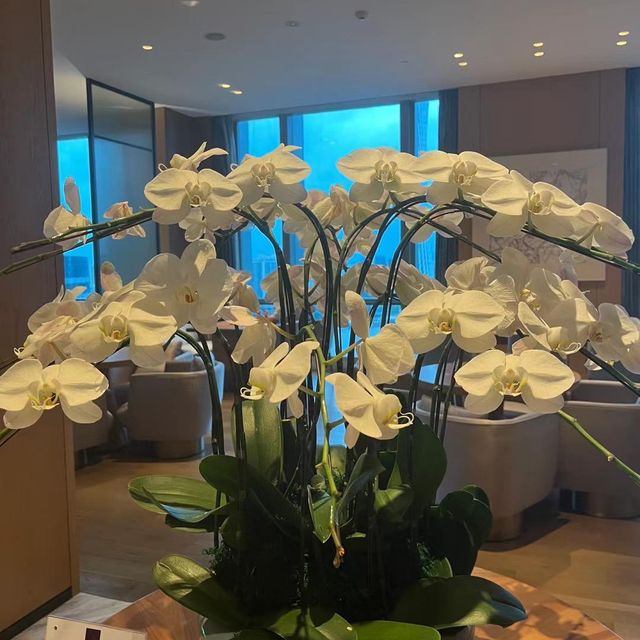 🍹💼廣州康萊德酒店行政酒廊✨🏨品味奢華生活🍹💼