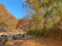 가을을 온몸으로 느낄 수 있는 카페☕️🍂