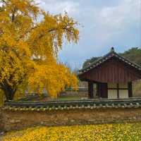 🍁논산 '명재고택'에서 한적하게 단풍 즐기기!🍁