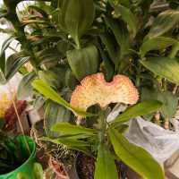 Unique Quirky Plants at Mongkok Flower Market