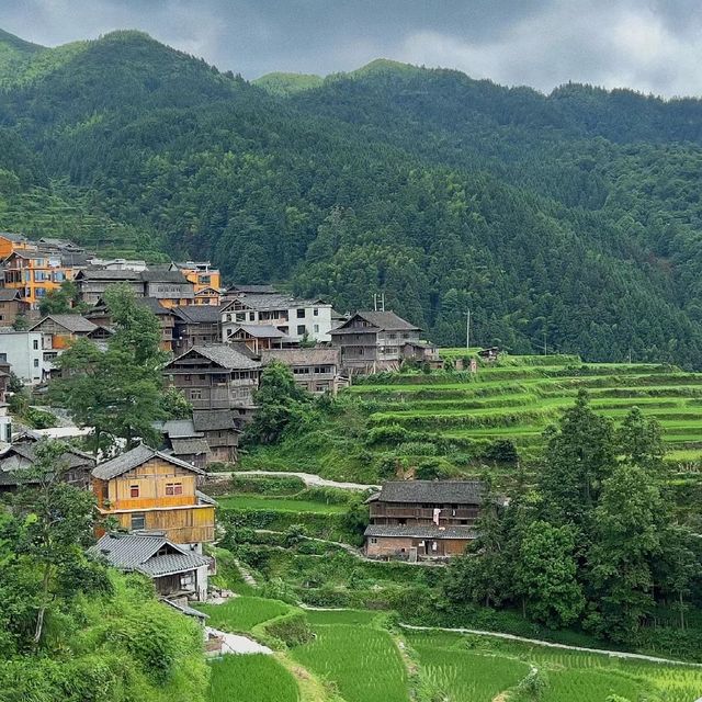 🌾🌄 洋嶺梯田～稻穗風光🏔️🌾🥾