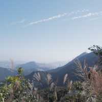 香港行山,十分鐘上山頂看芒草