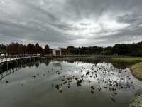 本地遊 | 香港濕地公園 | 季節限定橙紅色落羽松
