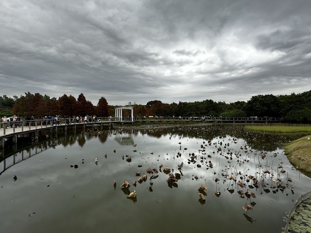 本地遊 | 香港濕地公園 | 季節限定橙紅色落羽松