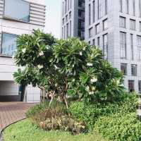 網美必拍泳池👙📍Humble House Hotel 寒舍艾麗酒店 