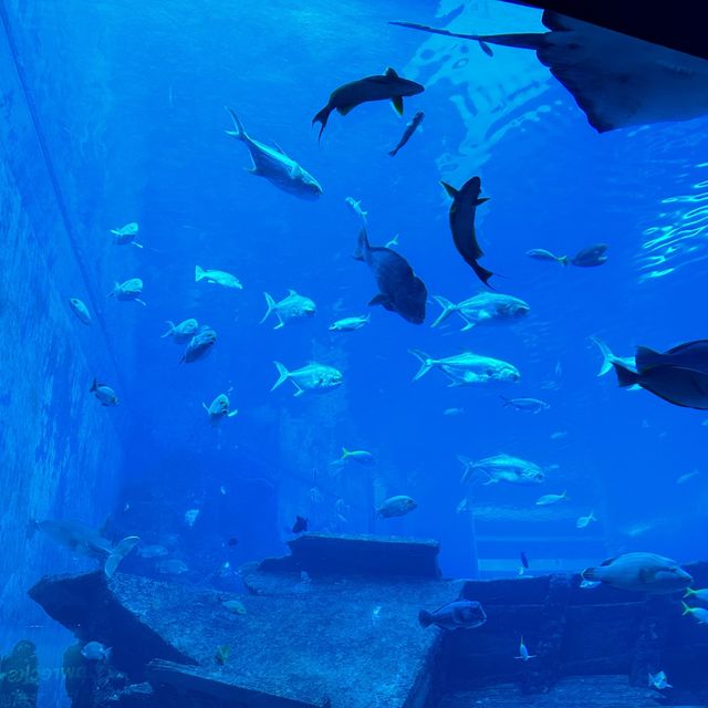 新加坡 S.E.A. Aquarium