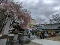 Embracing Serenity at Sakurayama Shrine