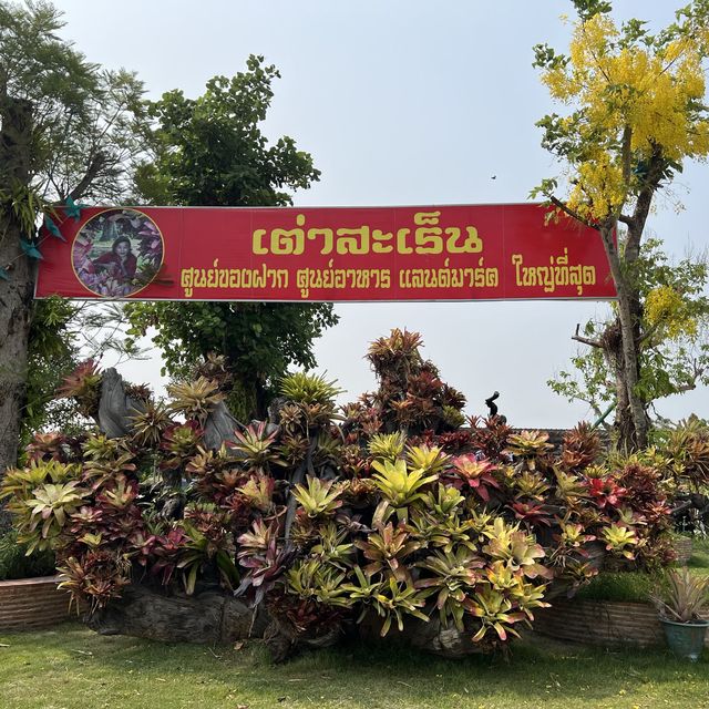 เต่าสะเร็น
