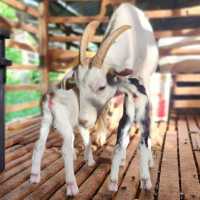 Saanen Dairy Goat Farm