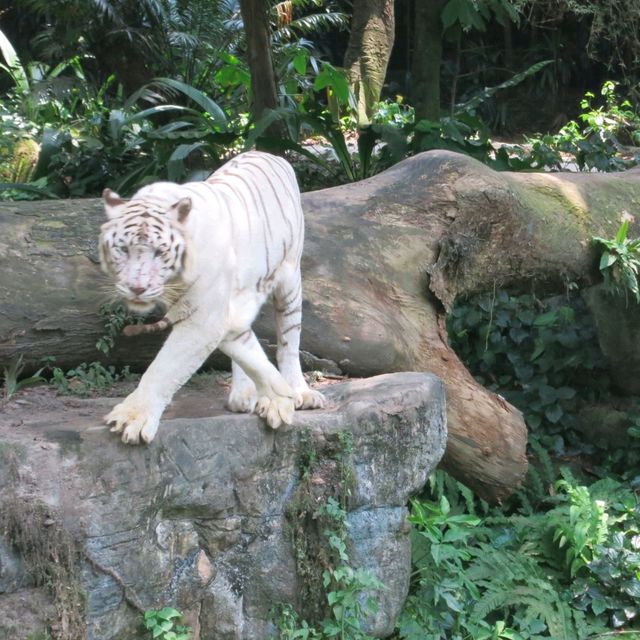 Singapore Zoo