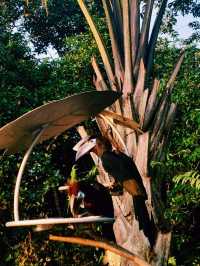 Mandai's Feathered Sanctuary - Bird Paradise