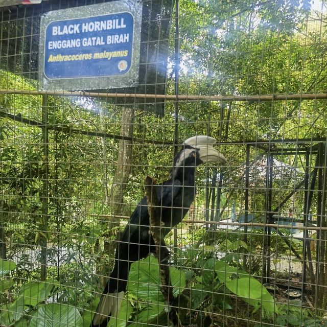 狂野探險！揭秘洛卡宜野生動物園的動物奇遇🦁🌿🐒