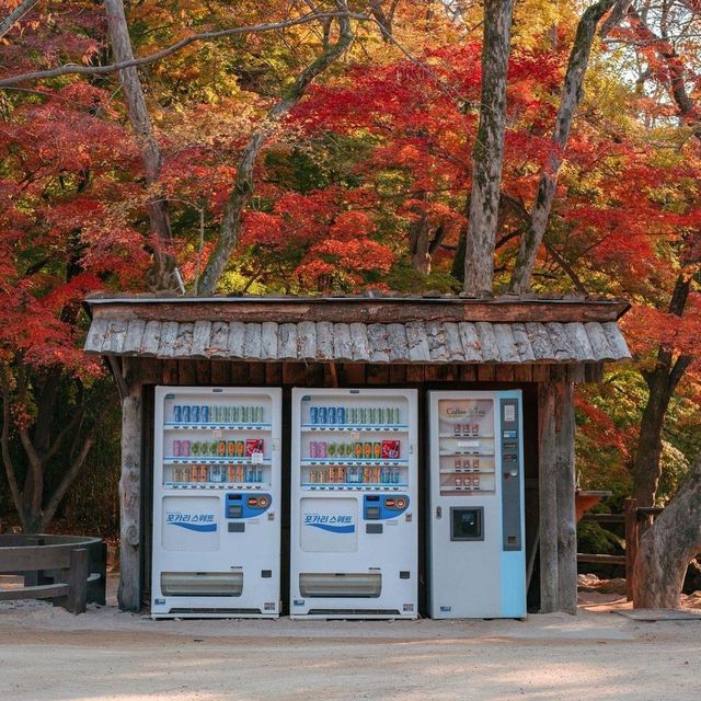 Beautiful autumn view of Bulguksa Temple