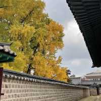 Ginko Tree at Sungkyunkwan Seoul