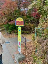 Maple Leaf Festival @ Momiji Corridor 🇯🇵