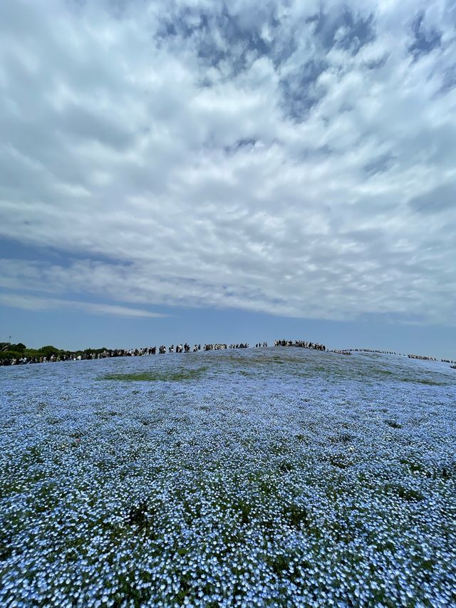 世界中で大人気！茨城のネモフィラ畑人混みを避ける裏技