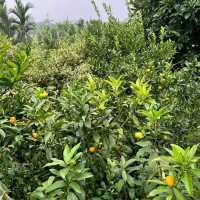 แอ่วสวนส้มปรีชา
(Preecha Farm)