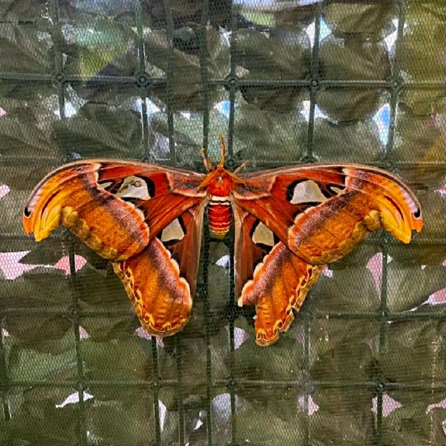 UNFORGETTABLE MOMENT @  THE BUTTERFLY HOUSE!