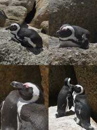 Boulders Beach : Simon's Town หาดแพนกวิ้น