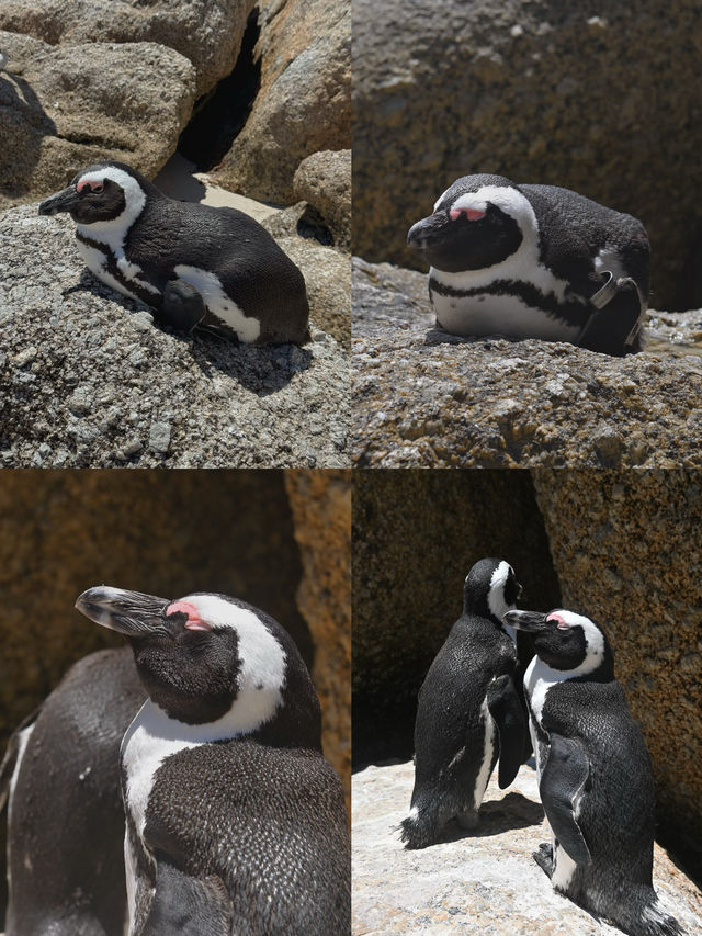 Boulders Beach : Simon's Town หาดแพนกวิ้น