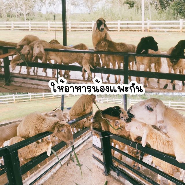 #แลนด์มาร์คระยอง #ที่เที่ยวระยอง #ปางช้างระยอง