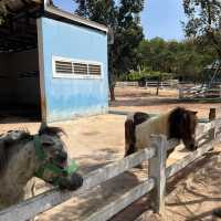 วีว่า ฟอเรสต้า ฟาร์ม จันทบุรี  ,,, ที่นี่เด็กชอบ