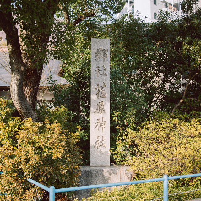 【東京】飛行機✈️×桜🌸を楽しめる「荏原神社」が見ごろになりました！