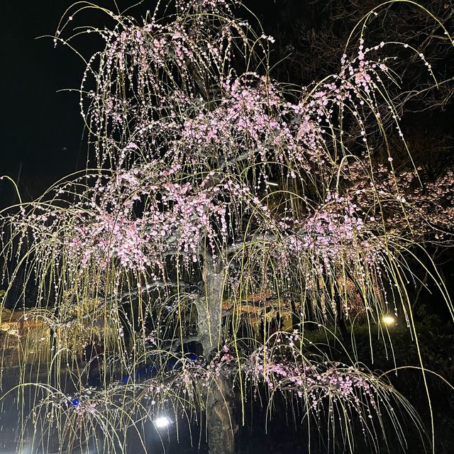 しだれ梅と河津桜の両方を楽しめる🌸