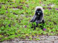 Penang National Park 