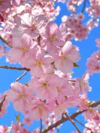 【喜多院/埼玉県】徳川家ゆかりの寺院で少し早い桜詣