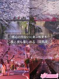 総距離4km‼️川沿いの道のりを歩いて桜を堪能しよう🌸花見クルーズもある⁉️※撮影ポイント(場所)情報付き