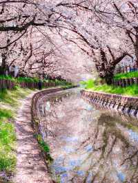 花筏と和舟の江戸時代の風情を満喫、川越の桜