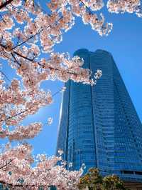都会的な風景と桜のコラボが美しい、東京ミッドタウンと六本木ヒルズ