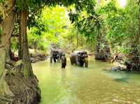 Krabi Elephant Heaven