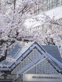就在淺草！東京最容易去的賞櫻景點、隅田公園